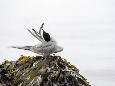 Arctic tern, Iceland