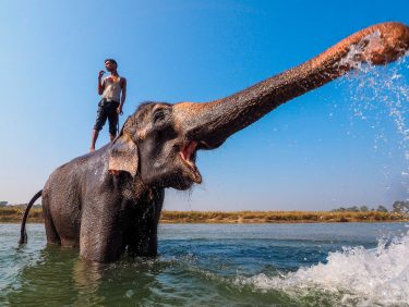 Mahout and "his" elephant, Nepal
