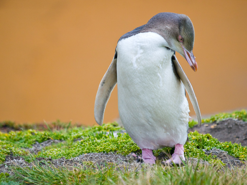 pingwin zoltooki