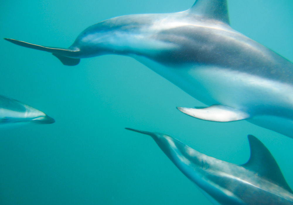 delfin ciemny marcin dobas