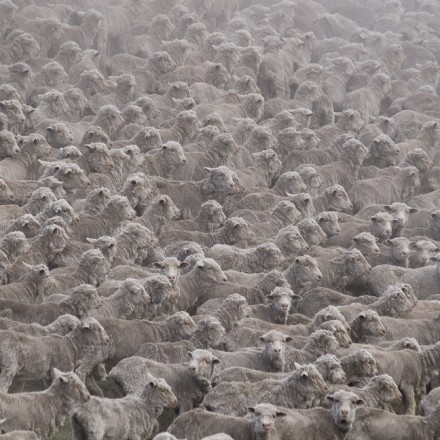 owce marcin dobas