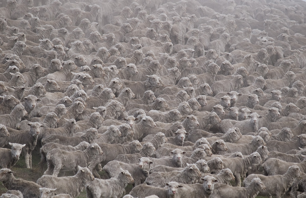 owce marcin dobas