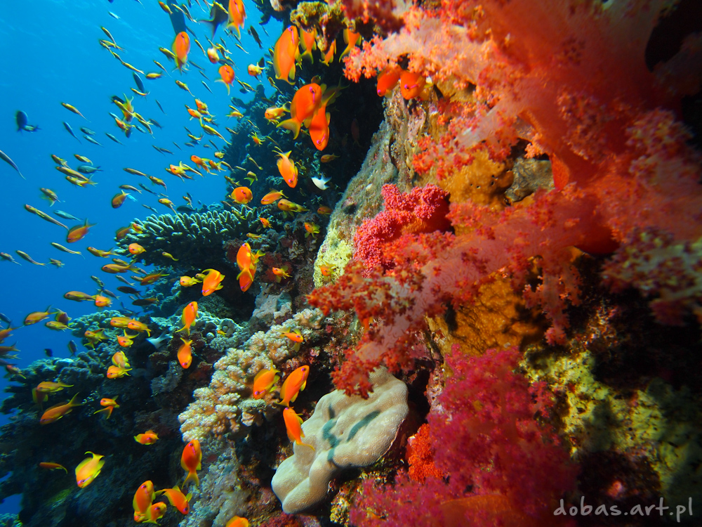 Coral reef in Red Sea