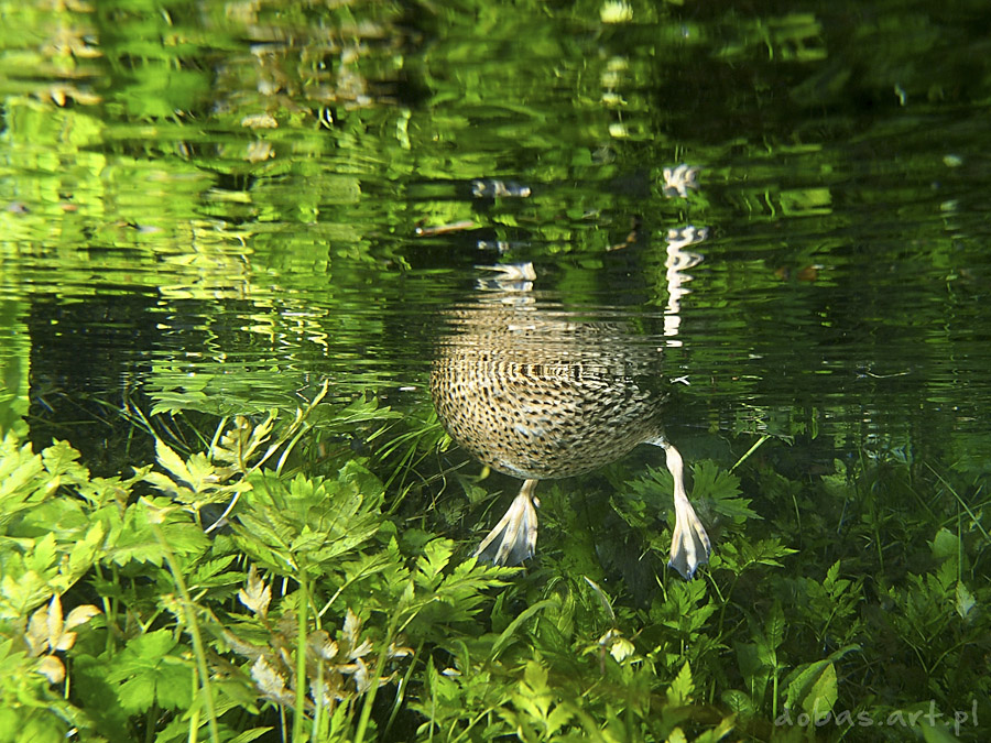 underwater duck marcin dobas