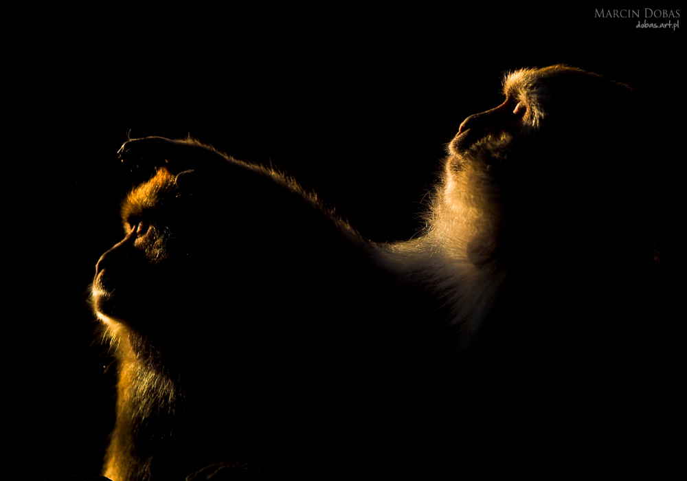 makaki sfotografowane pod swiatlo