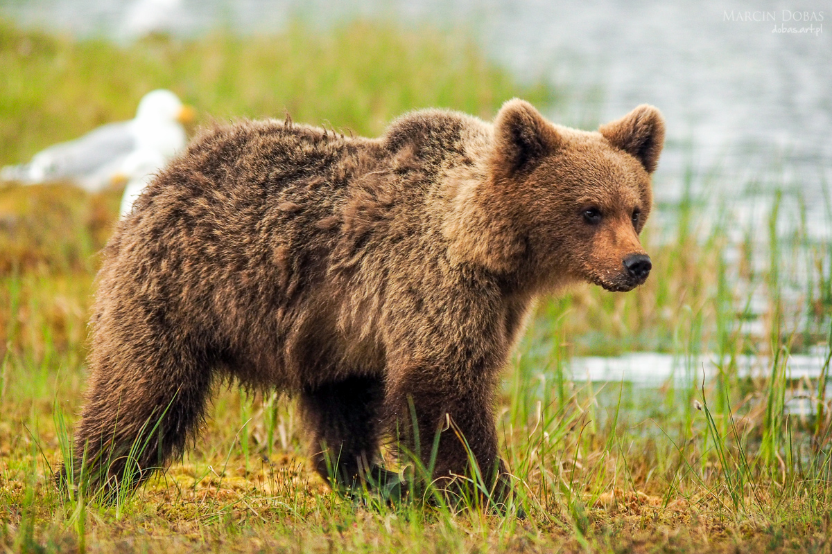 fotowyprawy niedźwiedzie i rosomaki Finlandia - Marcin Dobas