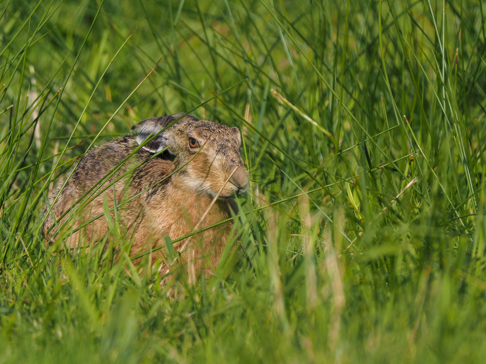 E-M1 Mark III + 150-400 + MC-20 @1000mm 1/250 f/11 ISO 200