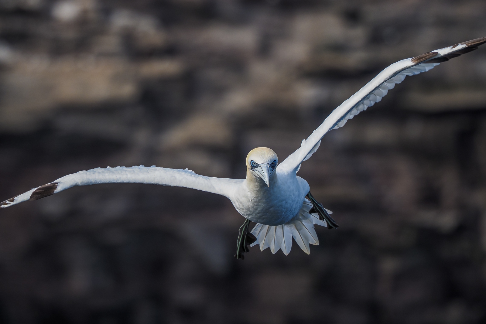 E-M1 MarkIII + 150-400 @275mm 1/1600 f/5.6 ISO 200 z ręki i bujającego RIBa