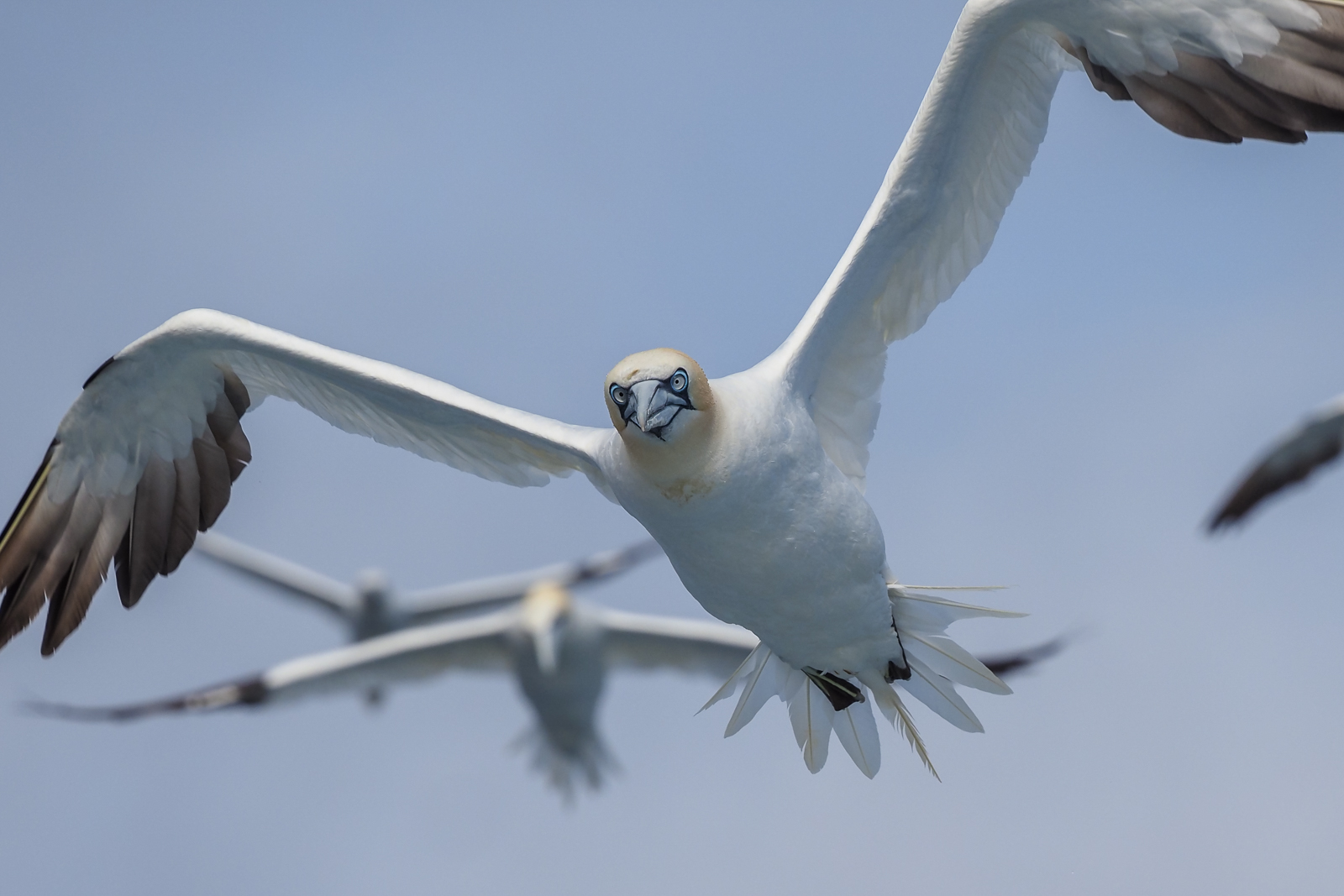 E-M1 MarkIII + 150-400 @150mm 1/200 f/5.6 ISO 200 z ręki i bujającego RIBa