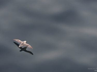 Fulmar flying over ocean surface, Faroe Islands