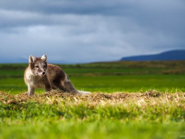 Arcit fox, Iceland