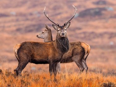 Deers, Scotland