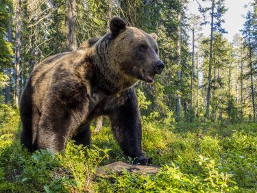 Brown bear, Finnish Karelia