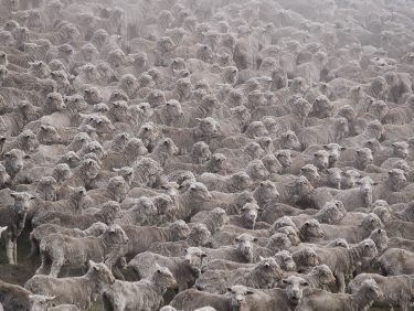 Flock of sheeps in Canterbury Region, New Zealand