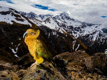 KEA - mountain parrot, New Zealand