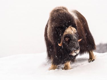 Musk-ox in Arctic  during wintertime, Norway