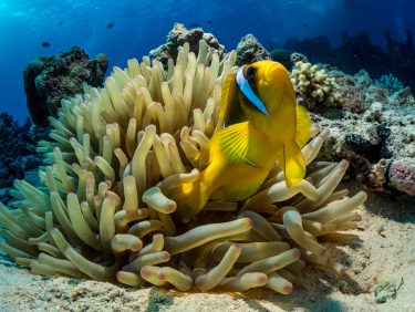 Clownfish, Red Sea Egypt