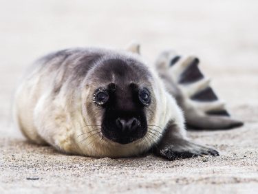 Grey seal puppy, North Sea